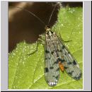 Panorpa sp - Skorpionsfliege w01.jpg